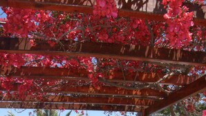 Ett takförsett utomhusområde med utsikt över havet, med en palm och en pergola som är dekorerad med röda blommor.