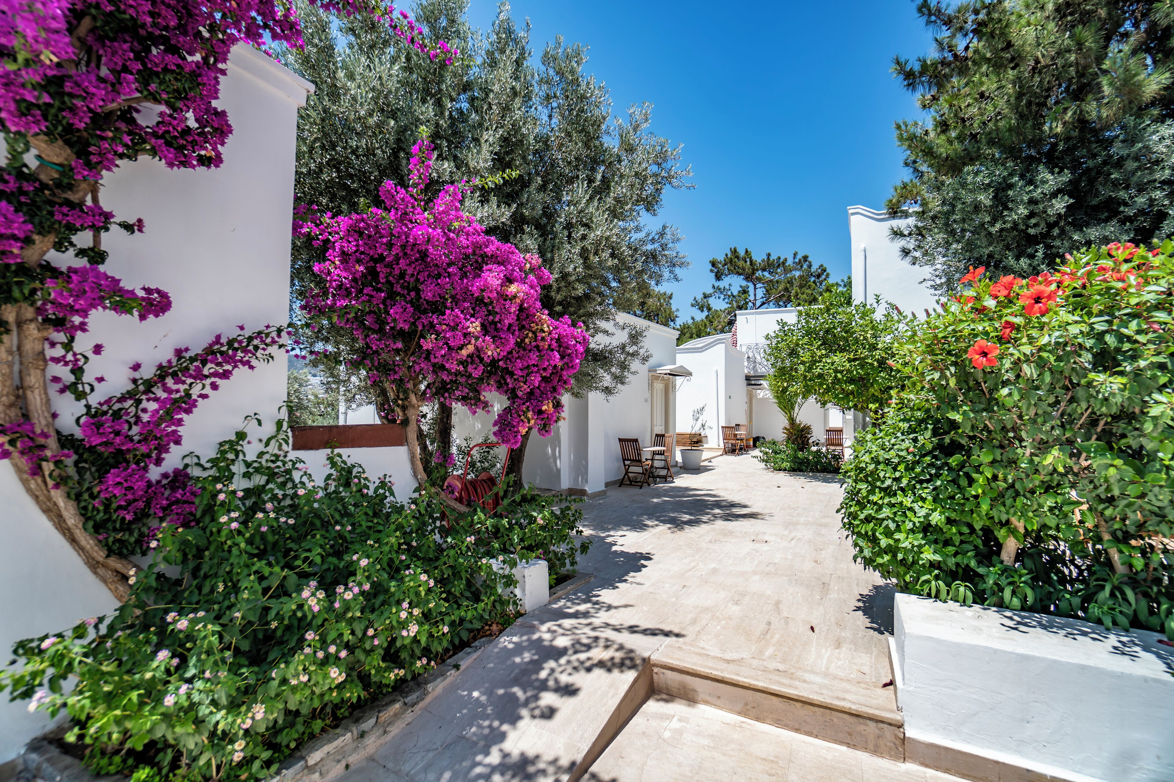 A narrow pathway flanked by white buildings, lush greenery, and vibrant bougainvillea flowers.