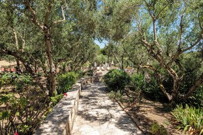 A stone pathway flanked by olive trees and various shrubs, leading to a building with a red-tiled roof.