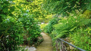 A stone staircase surrounded by lush greenery and ferns. - Essentia Guest House  (Faggeto Lario)