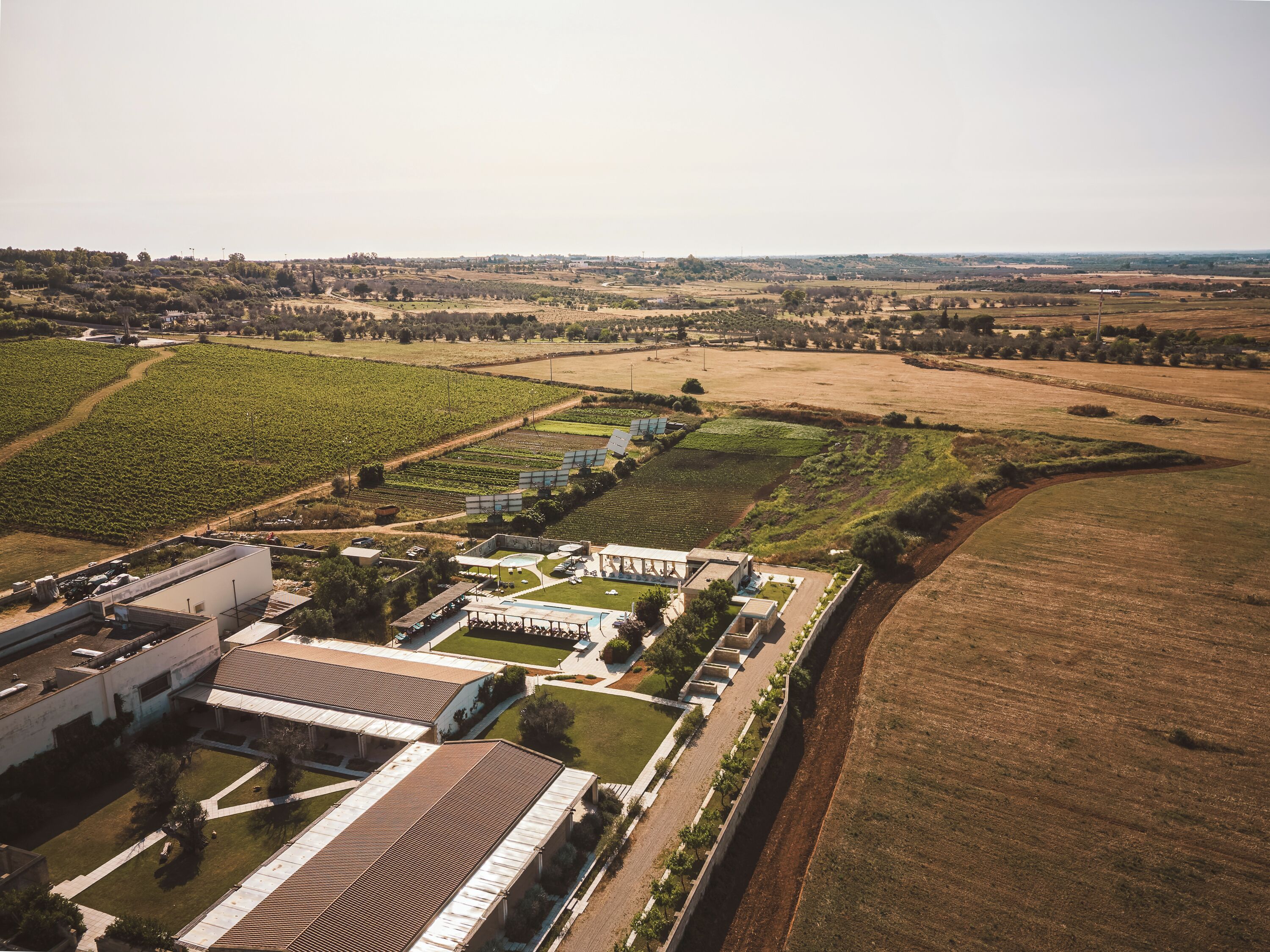 An aerial view of a vineyard with rows of grapevines, a large building with a flat roof, and a clear sky.