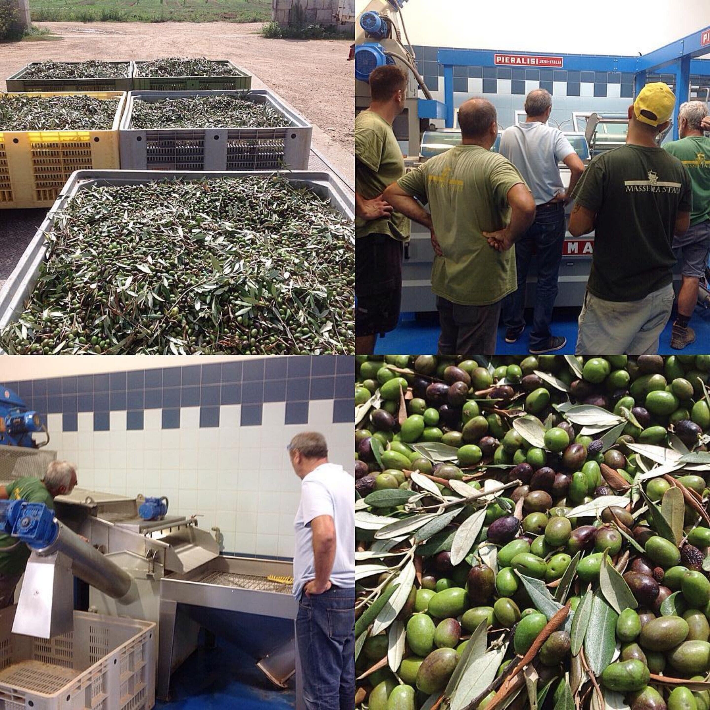 Une zone de traitement où des machines et des employés manipulent les olives et les feuilles d’olivier.