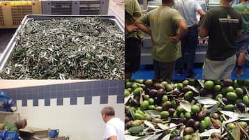 Un'area di lavorazione con macchinari e operatori che manipolano olive e foglie d'olivo.