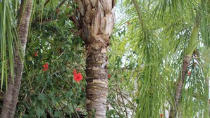 A statue of a woman in a bikini and hat, surrounded by palm trees and a green wall. - Toro Blanco Resort (Sardinal)
