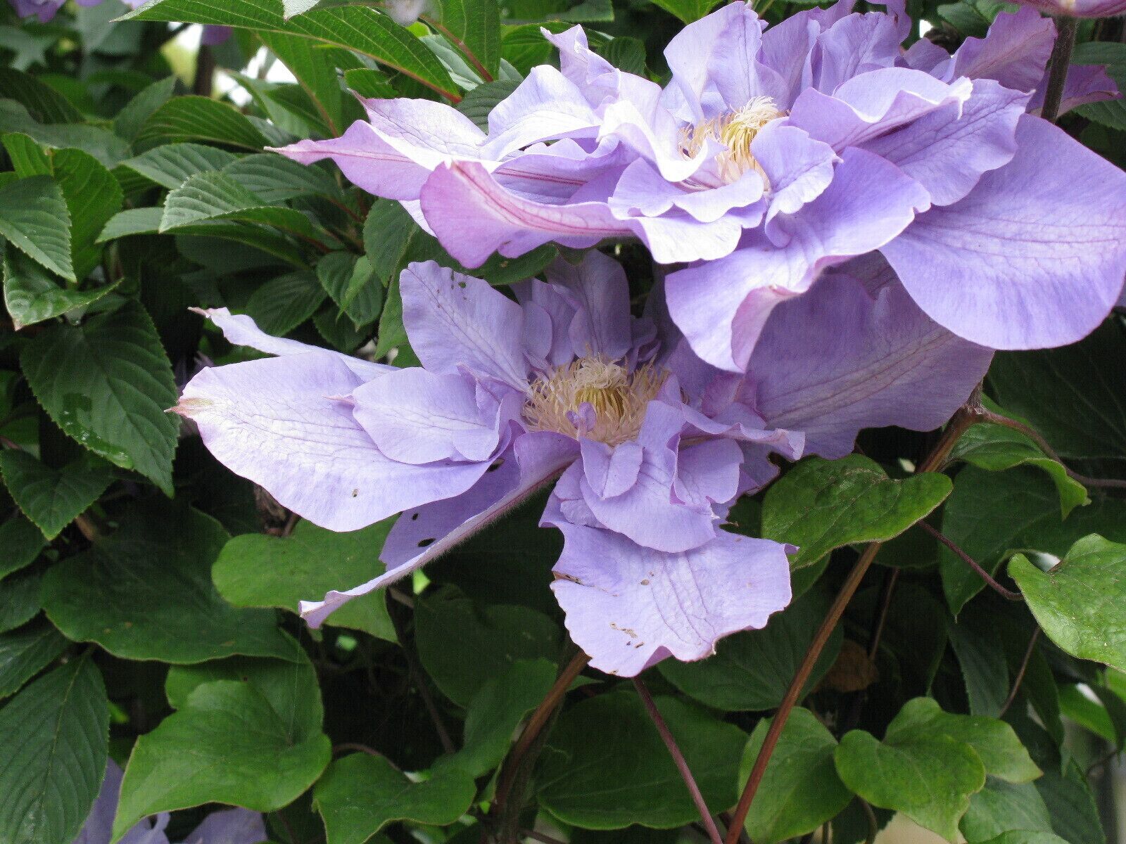 Un grupo de flores moradas con hojas verdes.