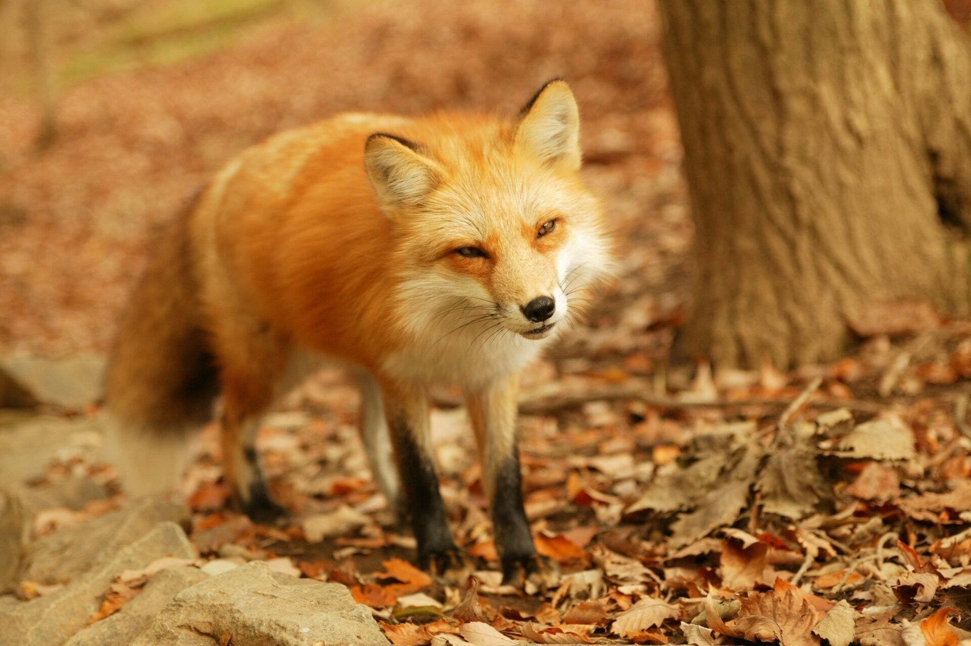 A fox in a forested area with fallen leaves and a tree trunk.