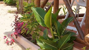 Un espace jardin agrémenté de diverses plantes et d’une chaise blanche.