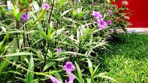 Een tuin met paarse bloemen en groene begroeiing voor een rode gevel.
