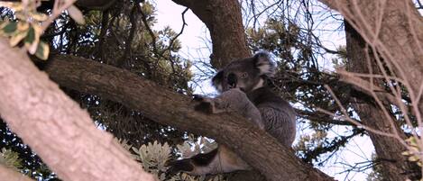 Un koala agarrado a una rama de árbol.