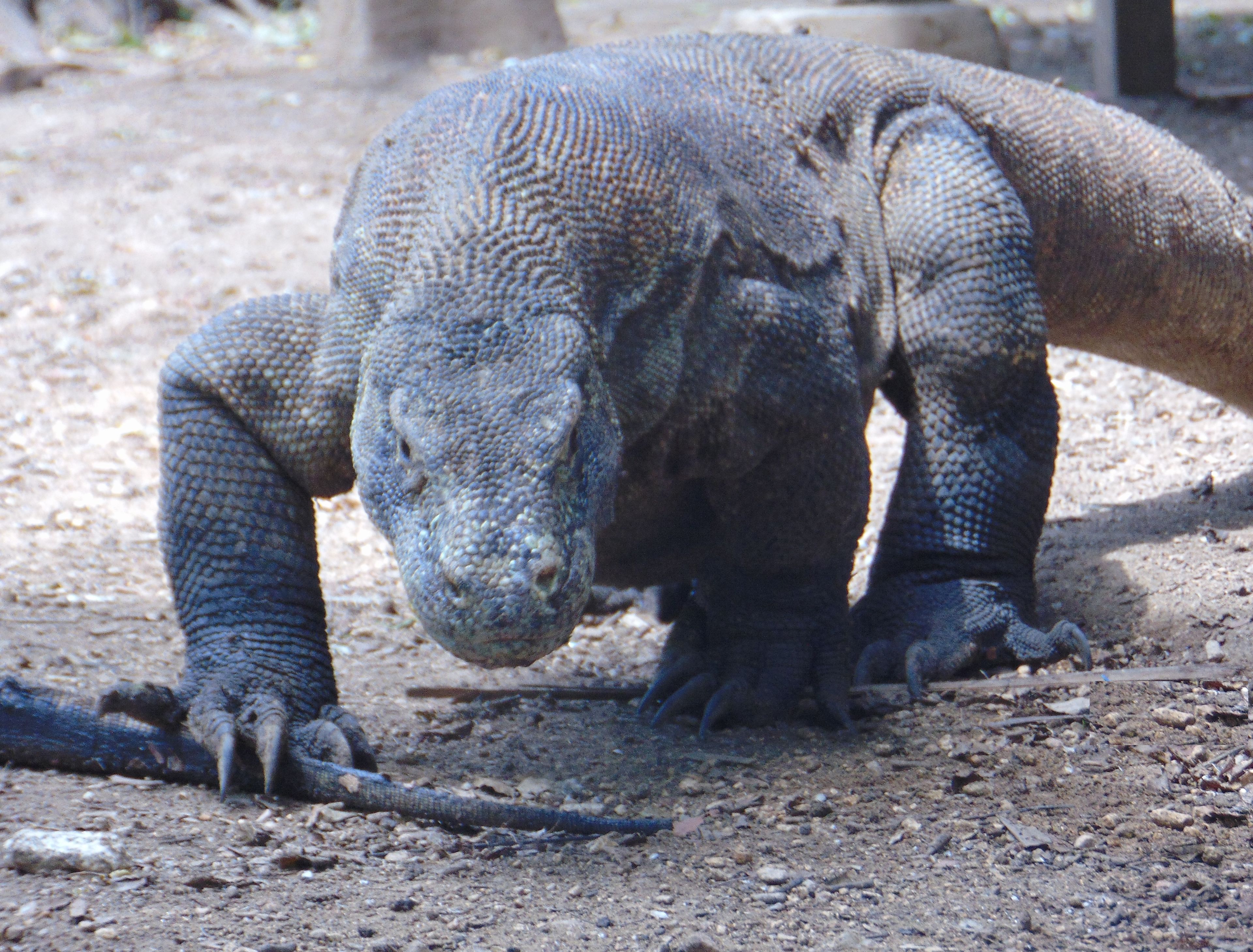 Foto - Komodo cruise