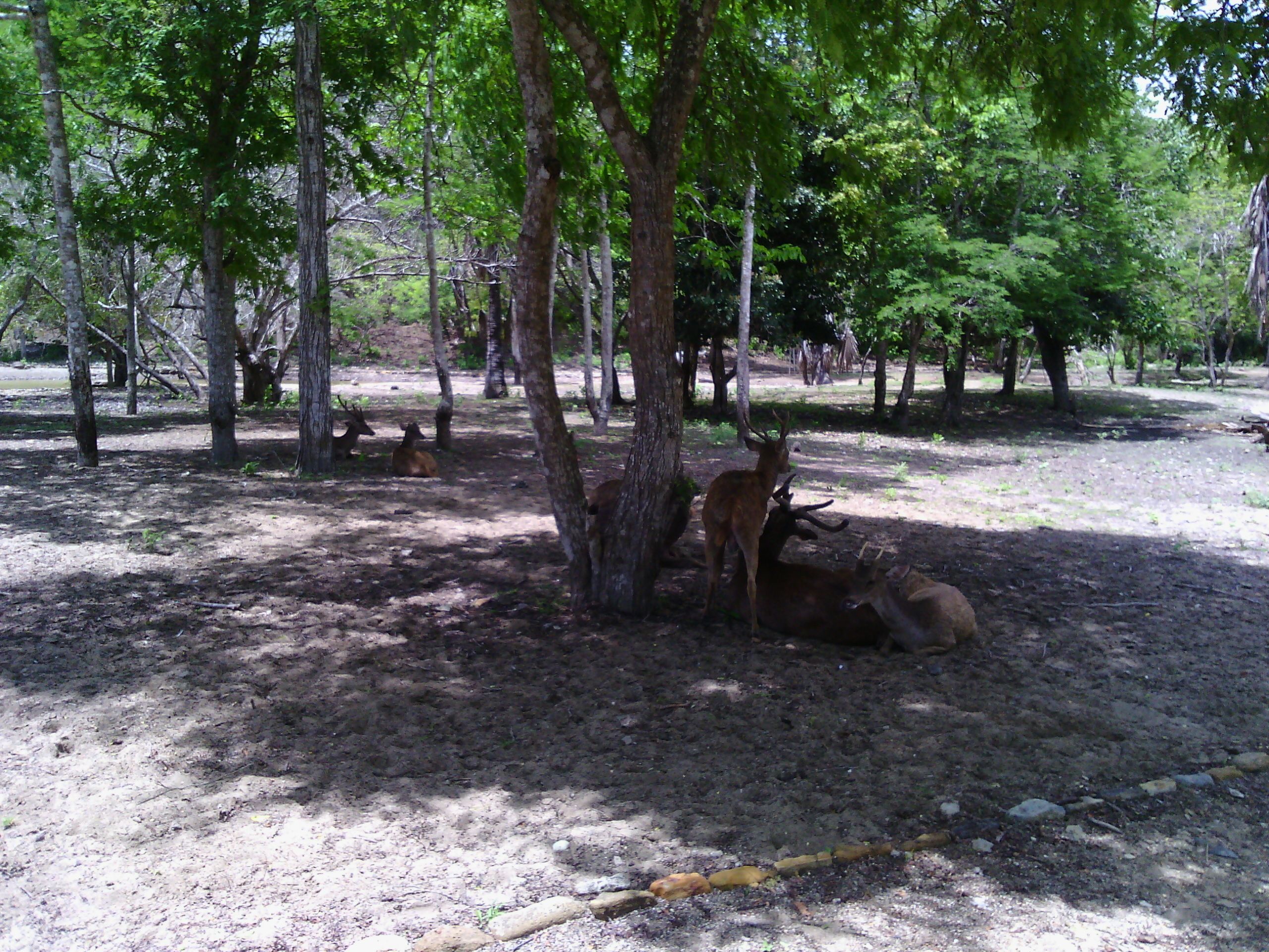 Foto - Komodo cruise