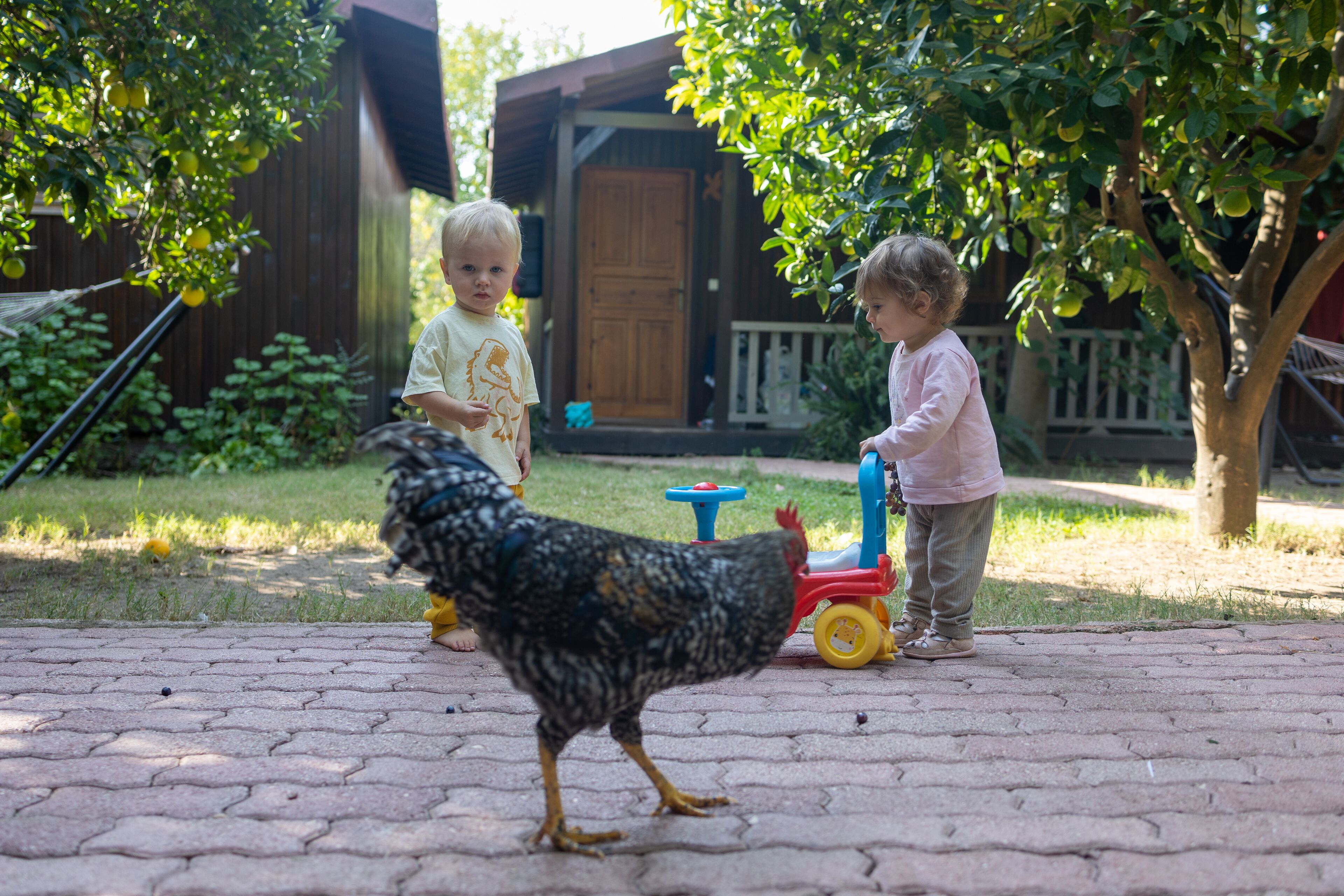 A child playing with a toy tractor in a backyard with a chicken.