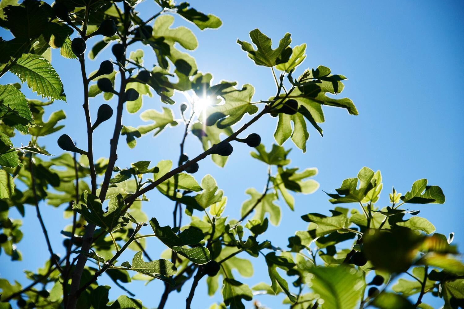 Un figuier aux feuilles vertes et aux figues encore vertes, se détachant sur un ciel bleu clair.