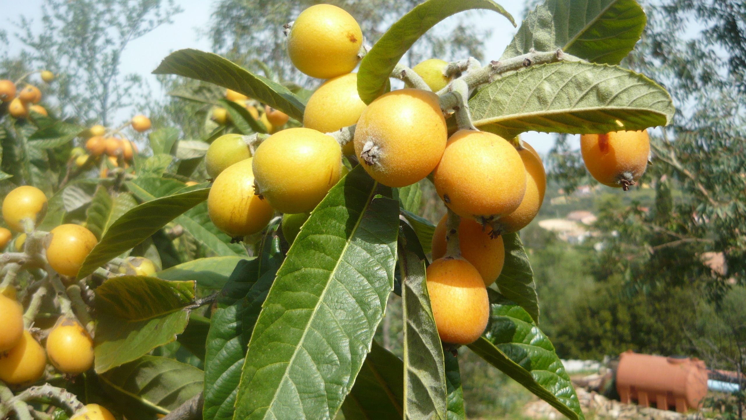 Uma árvore com frutos amarelos e folhas verdes.