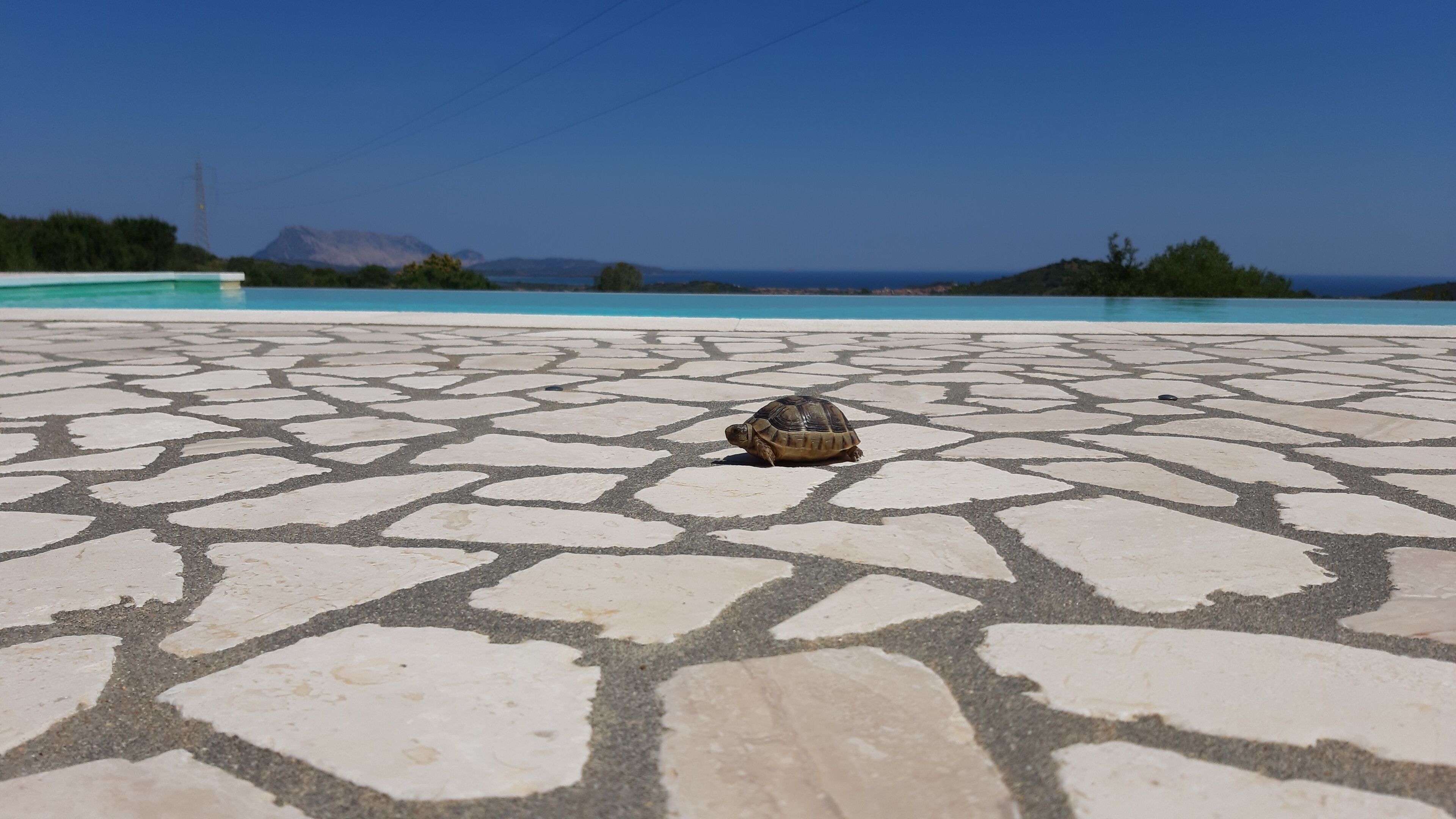 A turtle on a patterned outdoor floor with a view of the sea and mountains in the background.