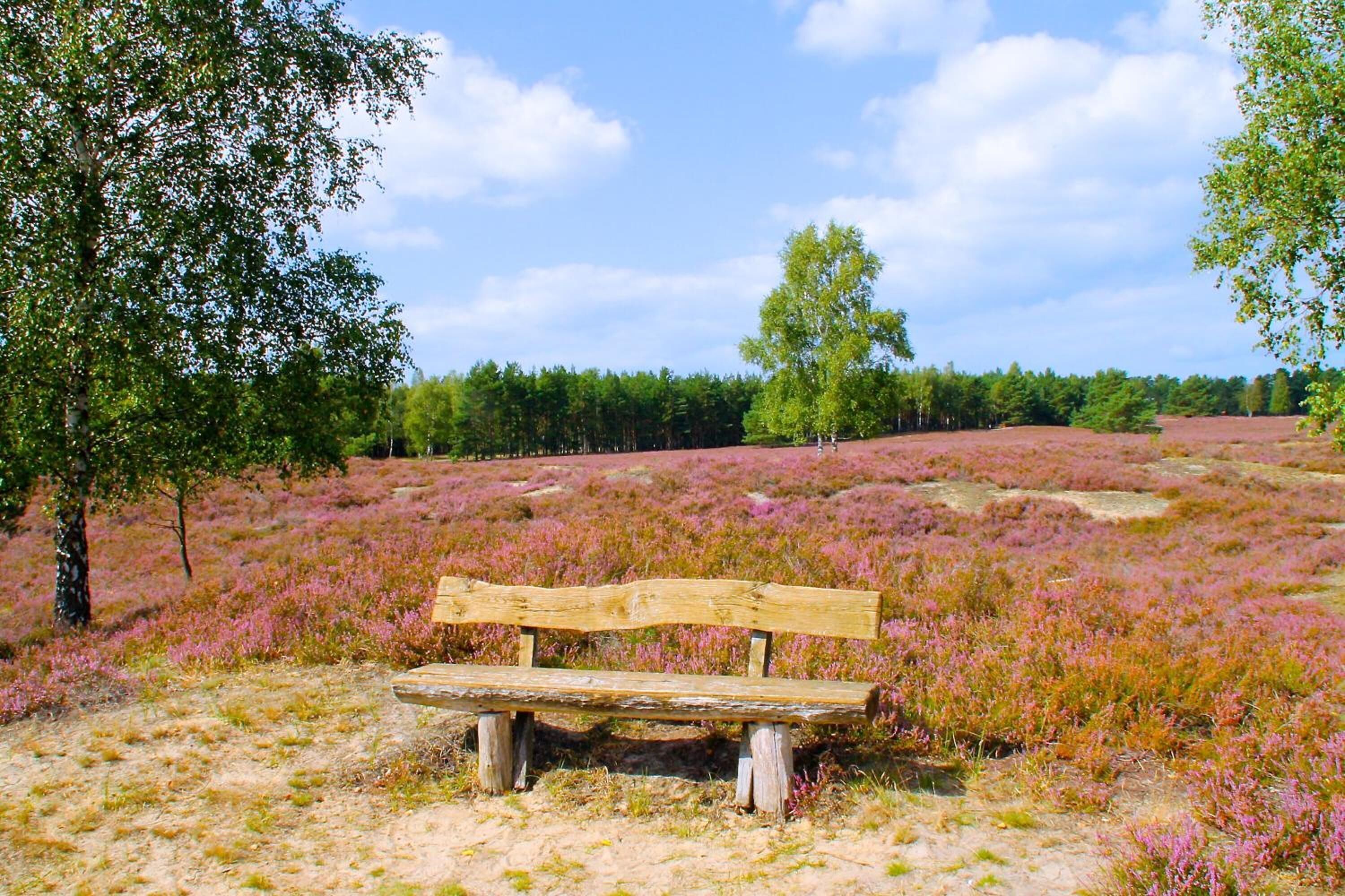 Un banco de madera en un campo de flores púrpuras, con árboles al fondo.