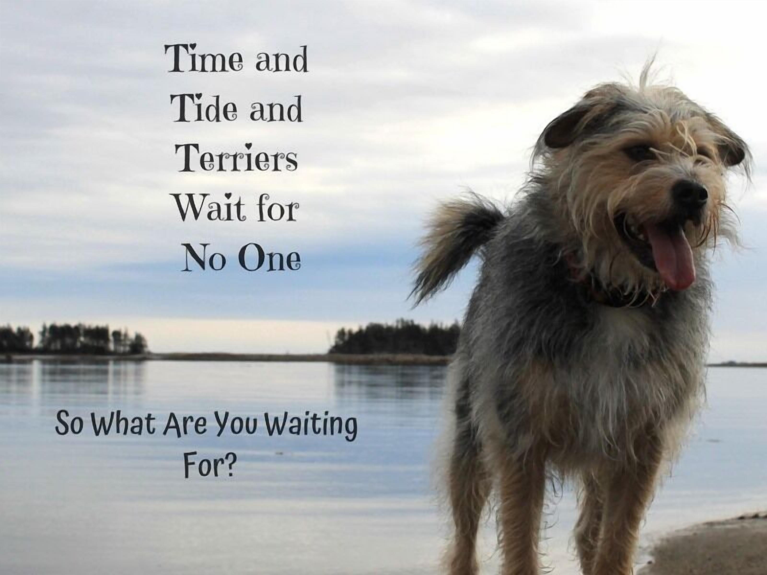 A dog by a lake with text overlay.