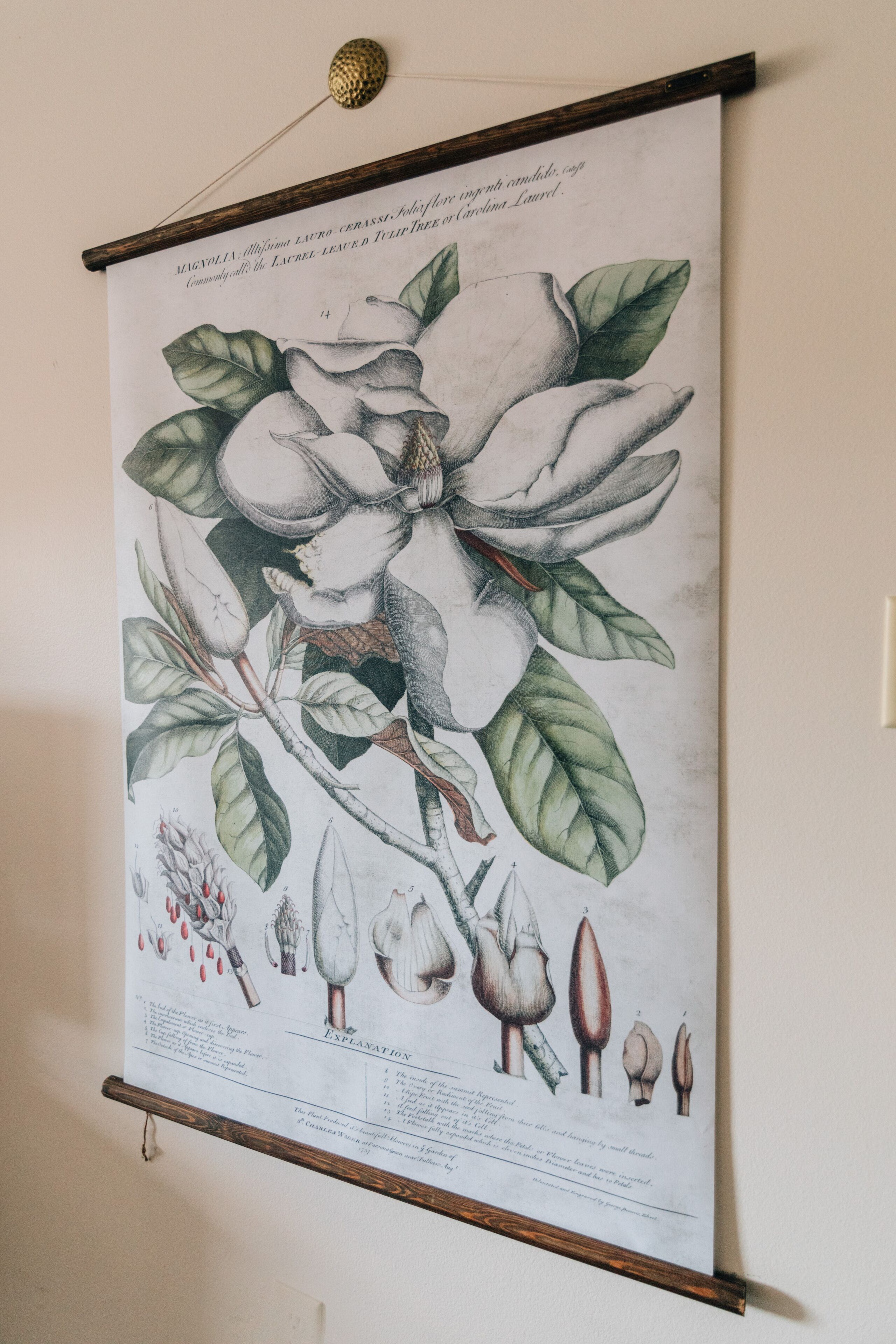 A botanical illustration of a magnolia flower with detailed leaves and fruit.