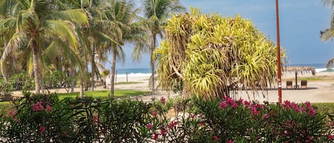 Une vue sur la plage, avec des palmiers, une structure à toit de chaume et une zone sablonne agrémentée de bancs.