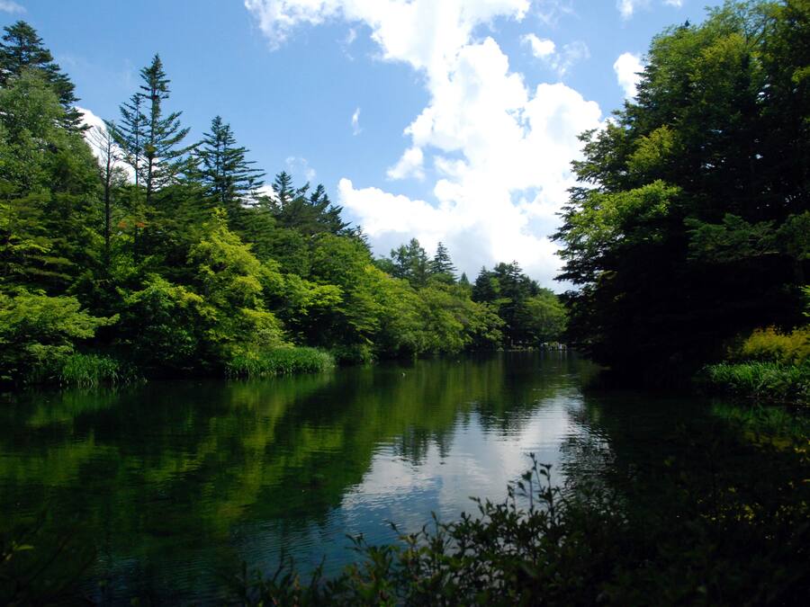 A serene river surrounded by dense forest.