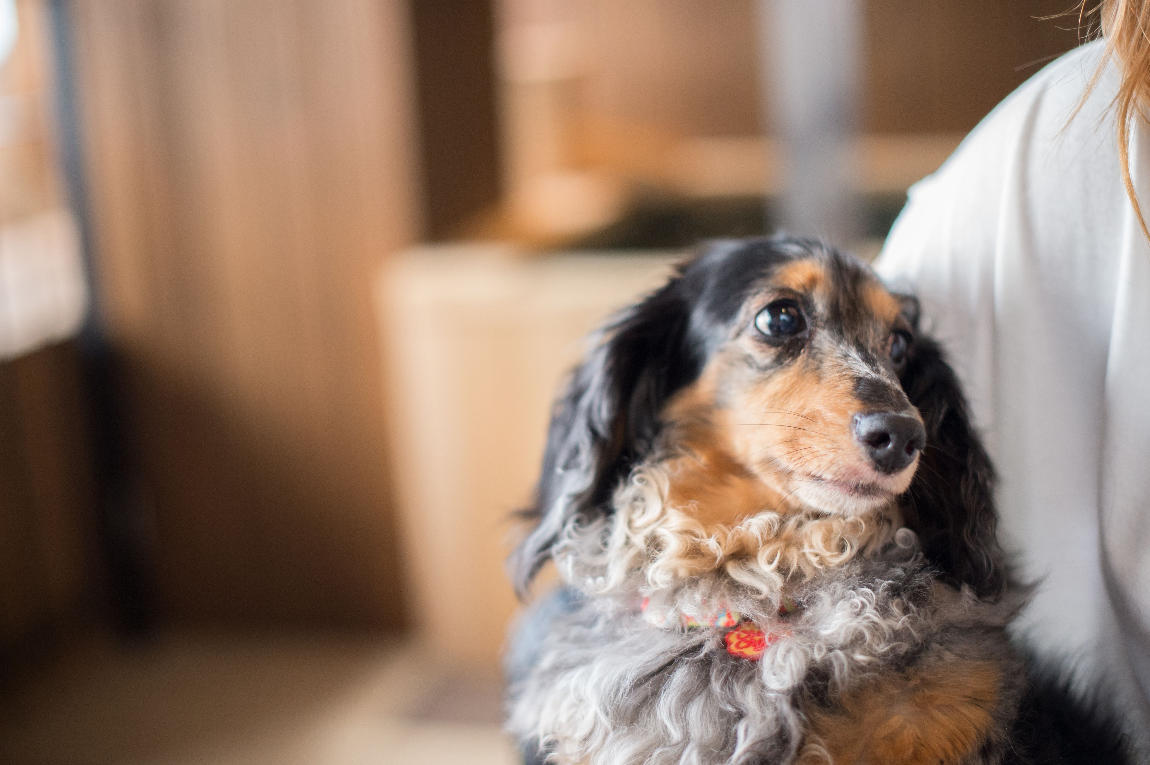 premium bedding, down duvets, in-room safe, desk