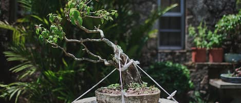 Un bonsái sobre un pedestal de piedra en un jardín con un muro de piedra y una ventana al fondo.