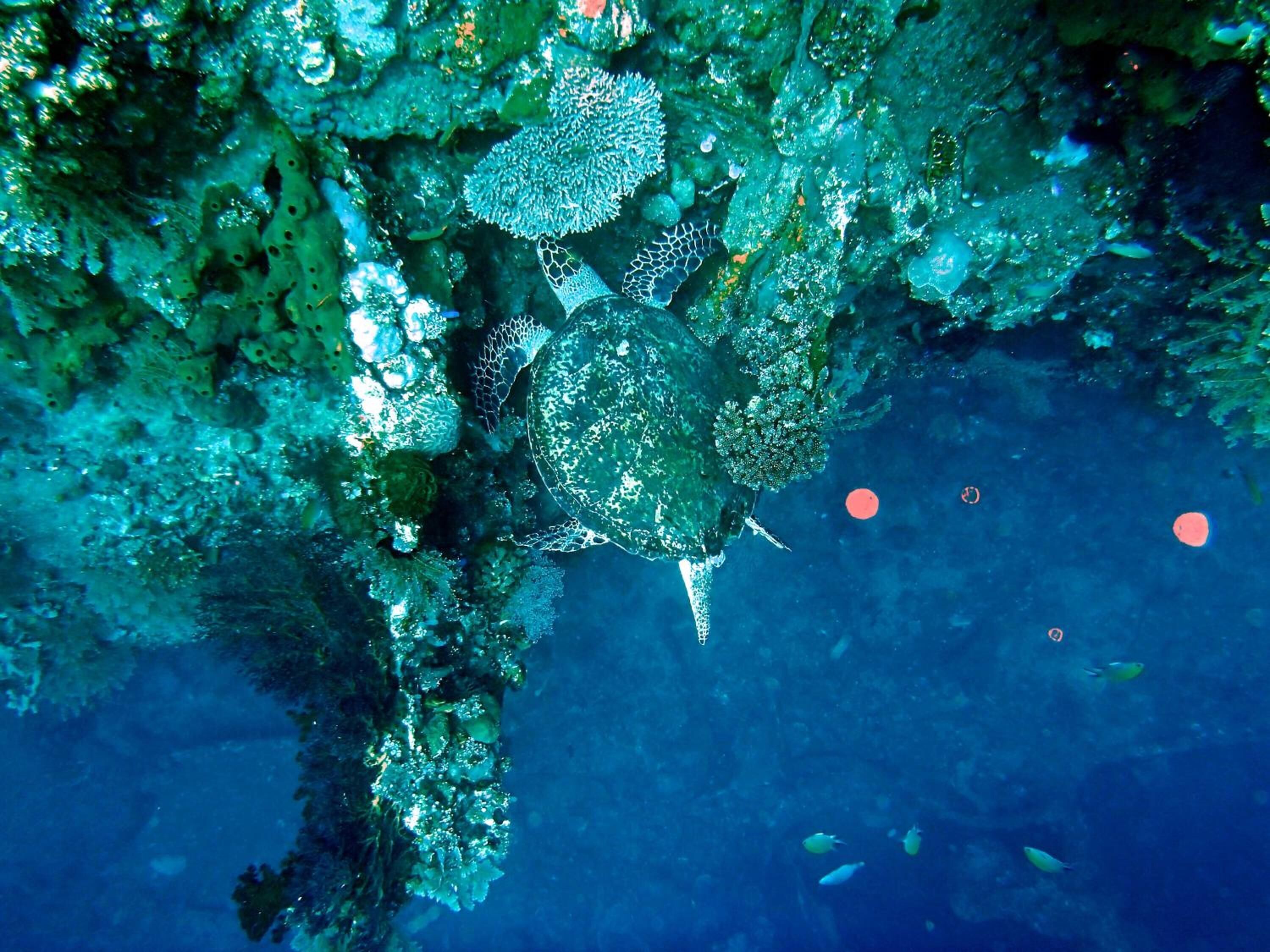 Escena submarina con formaciones de coral y peces.