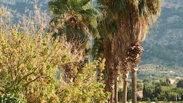 A pathway lined with tall palm trees leading to a building, with a mountainous backdrop.
