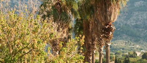 A pathway lined with tall palm trees leading to a building, with a mountainous backdrop.