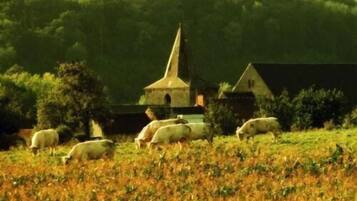 Een landelijk landschap met een kerk en schapen die grazen.