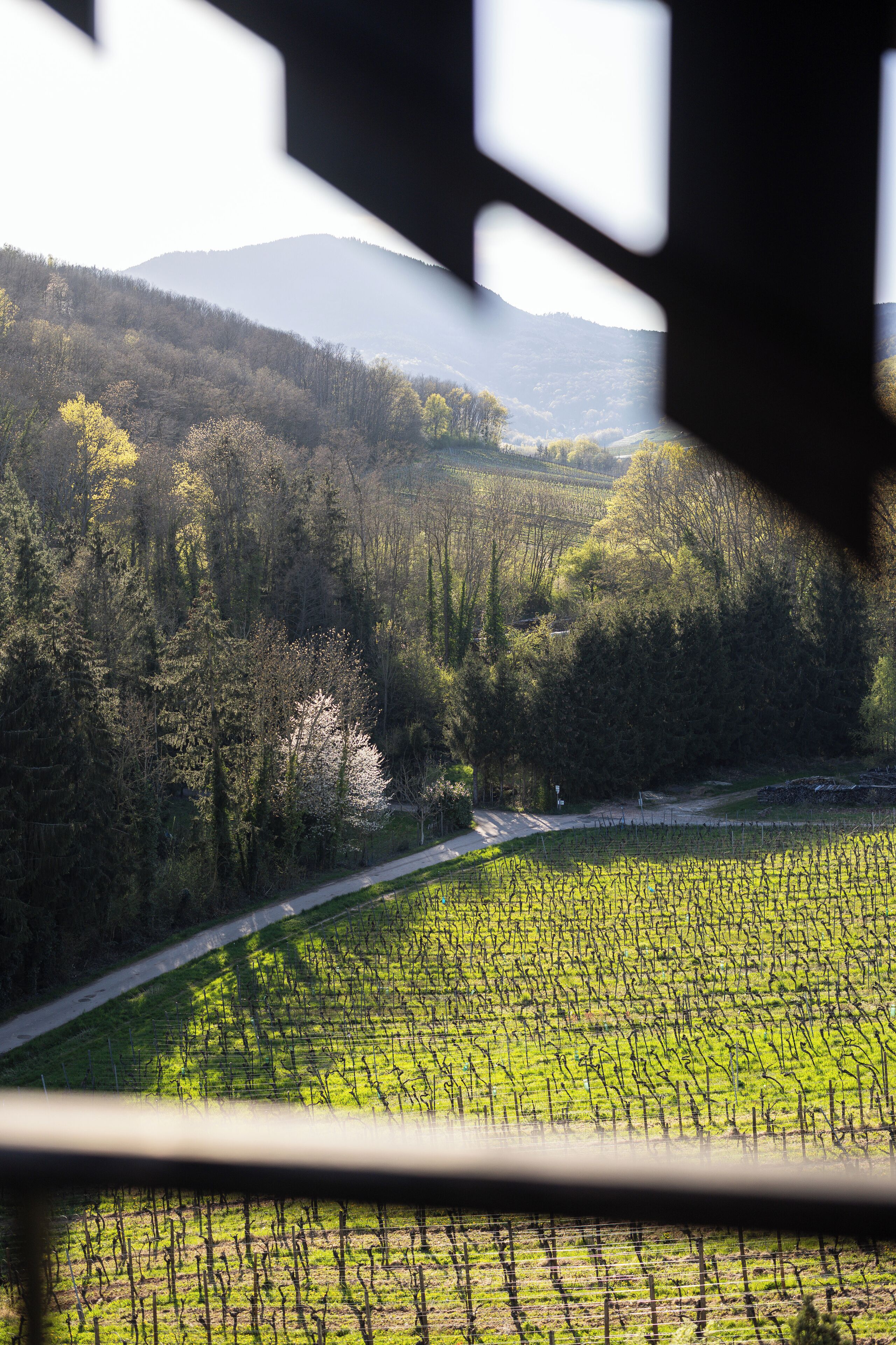 A vineyard with rows of grapevines and a road curving through the landscape.