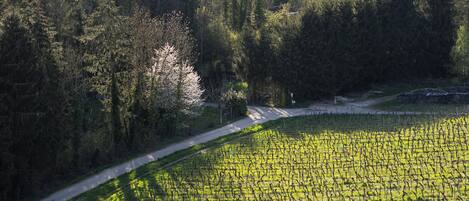 A vineyard with rows of grapevines and a road curving through the landscape.
