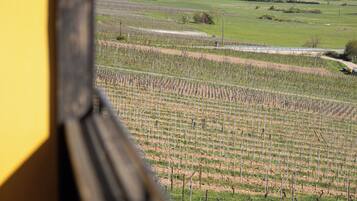 A vineyard with rows of grapevines and a distant view of a hilly landscape.