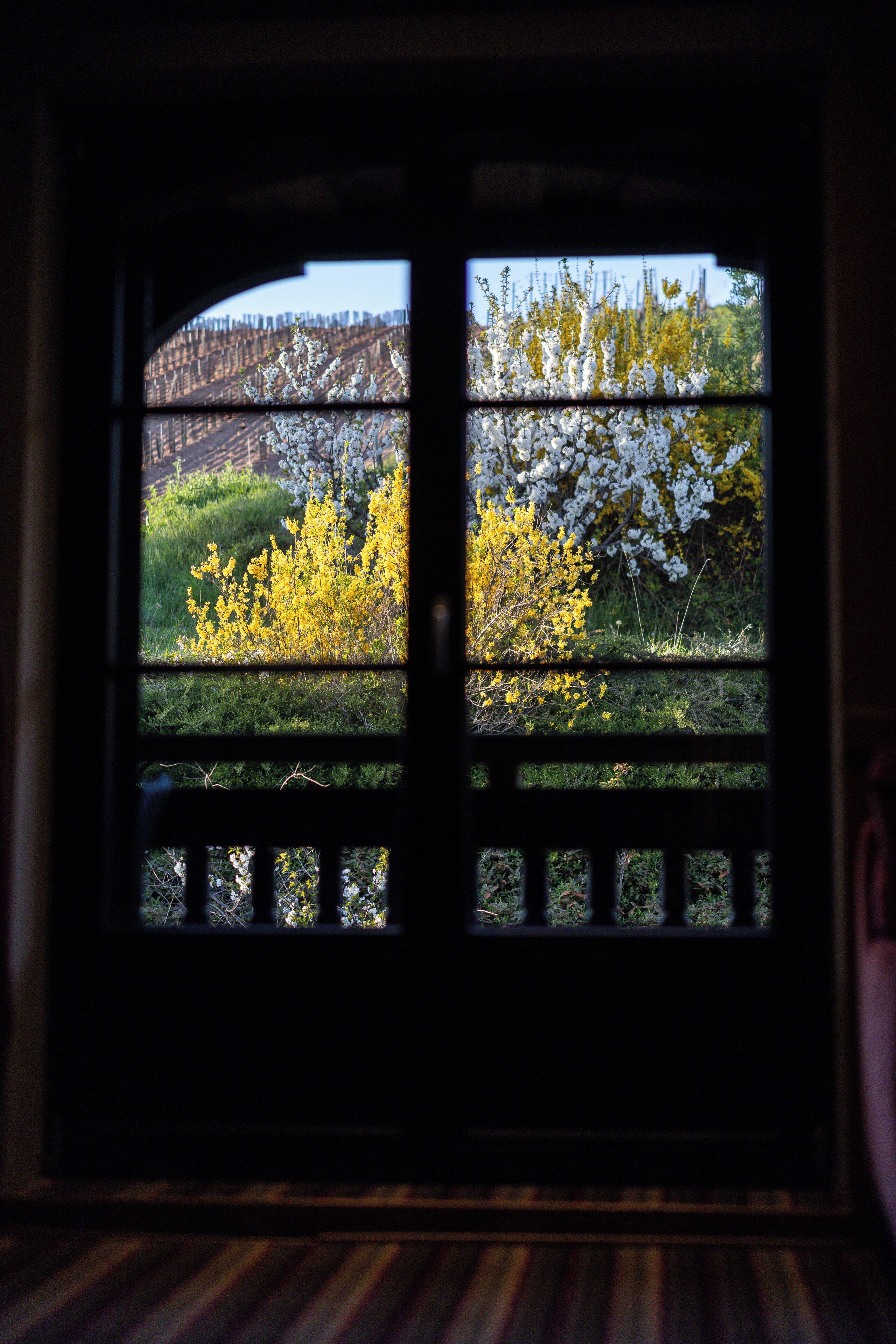 A window with a view of a garden with yellow and white flowering plants.