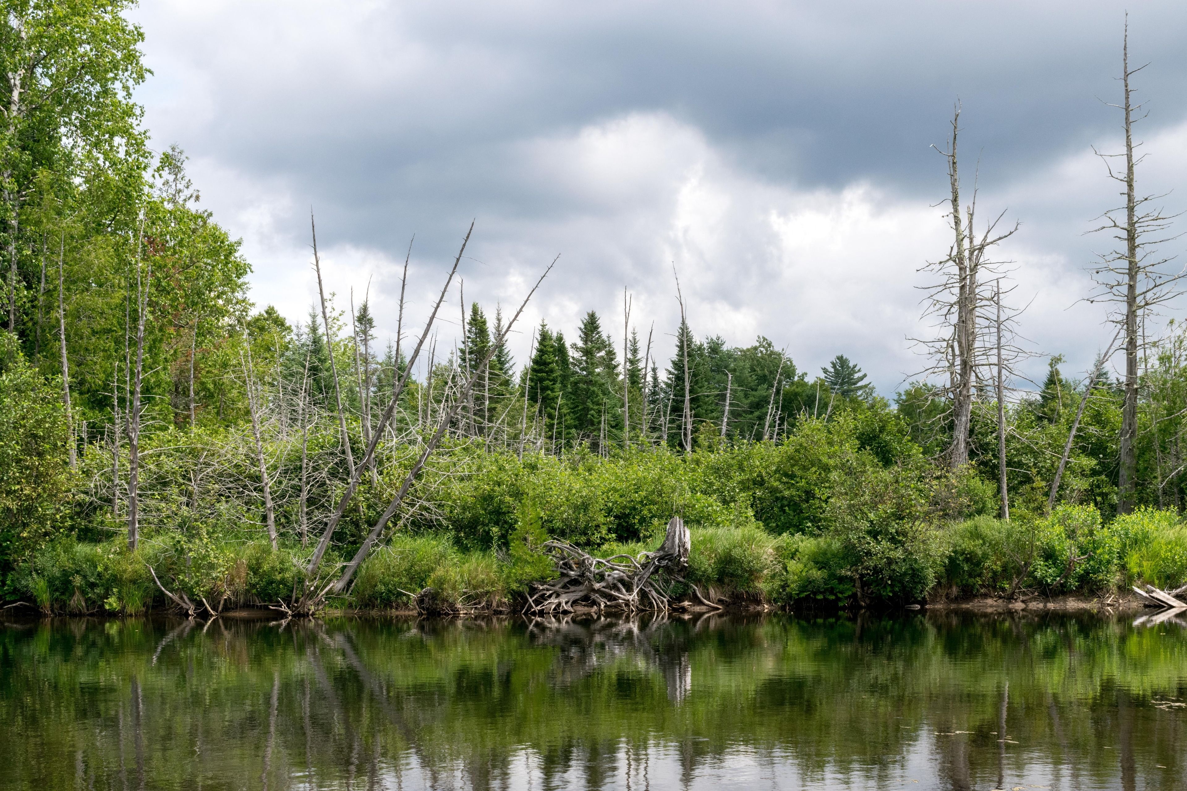 Un lac paisible, entouré d’une forêt dense et de grands arbres.