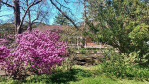 A garden with a prominent pink flowering tree, a wooden fence, and a building in the background. - The Governor's Inn (Rochester)