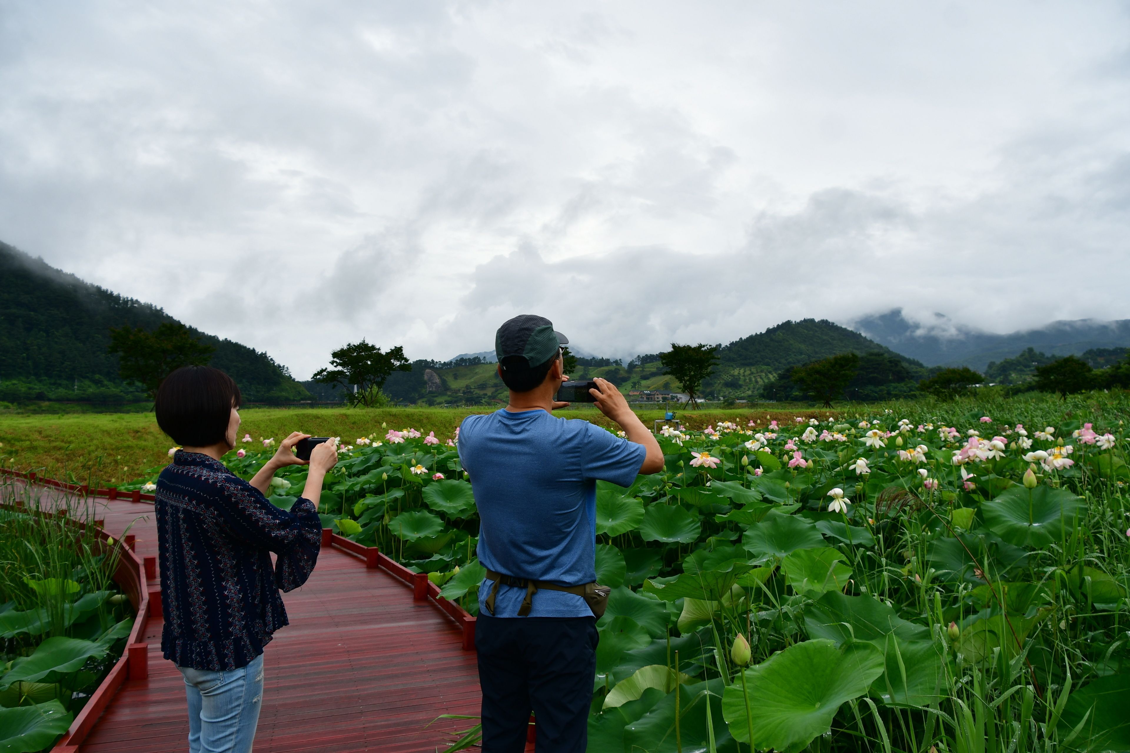 Duas pessoas fotografam flores de lótus num jardim com um caminho vermelho.