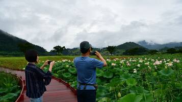 Duas pessoas fotografam flores de lótus num jardim com um caminho vermelho.