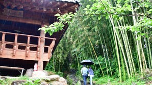 Un puente de madera sobre un arroyo en un bosque de bambú.