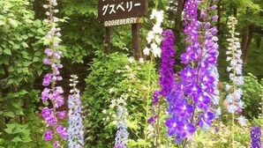 A garden with a sign that reads "Pension Gooseberry." - Pension Gooseberry (Furano)