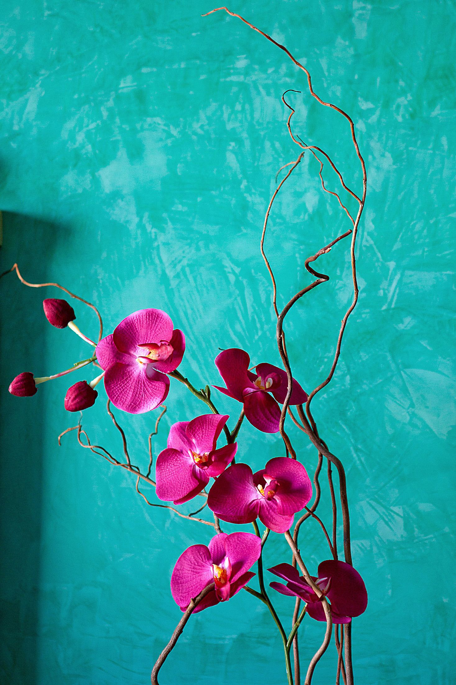 Una rama de orquídea solitaria sobre fondo azul verdoso.