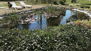 Ein Garten mit Teich, Bänken und einer Flagge.