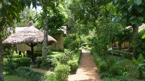 Un sendero de jardín que conduce a una estructura con techo de paja, rodeada de exuberante vegetación y árboles.