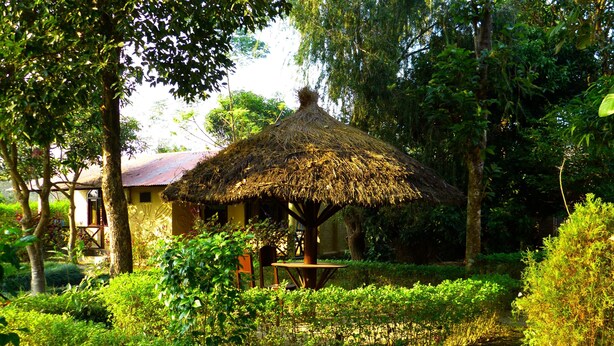 Una cabaña rústica con techo de paja rodeada de exuberante vegetación y un sendero de tierra.