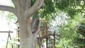 A tree with a wooden bridge and a small pond. - Imla Guest Farm (Setsoto)