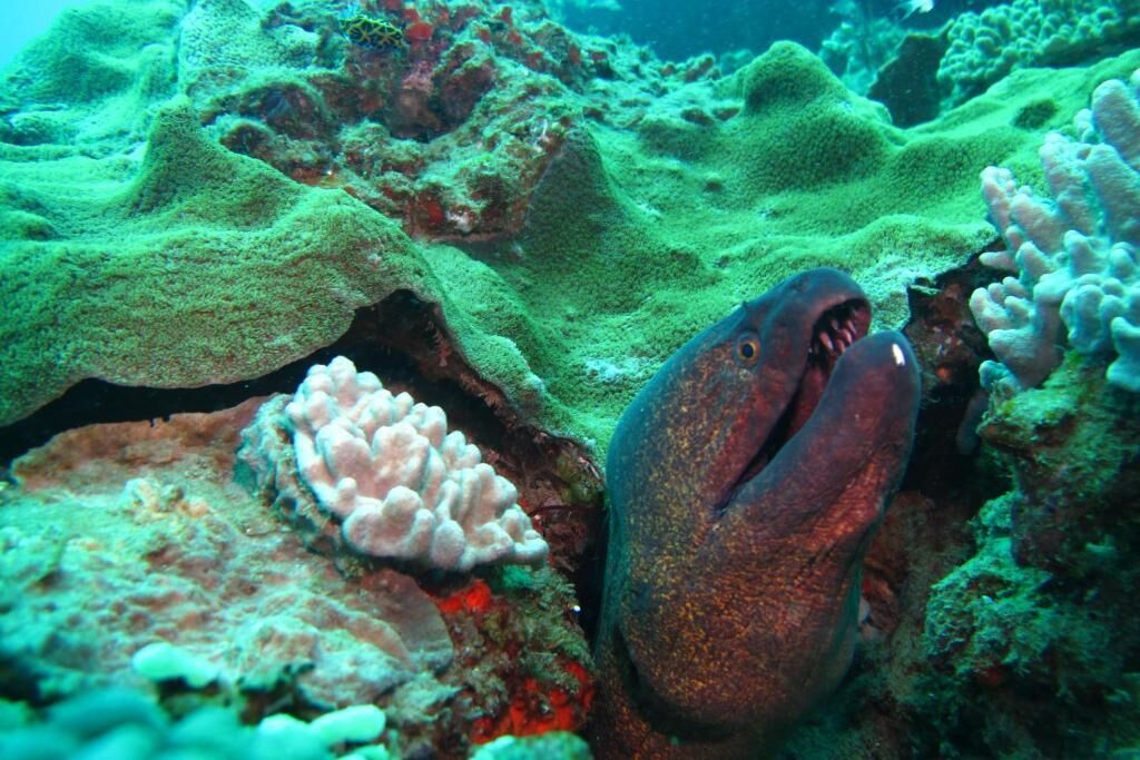 An underwater scene with a large, dark-colored fish with prominent teeth, surrounded by green coral formations.