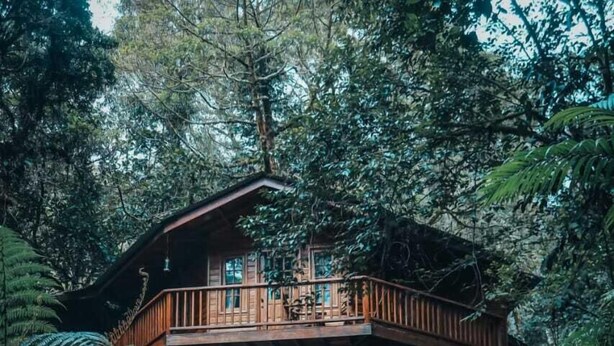 A wooden cabin surrounded by dense forest. - Los Quetzales Ecolodge & Spa (Cerro Punta)