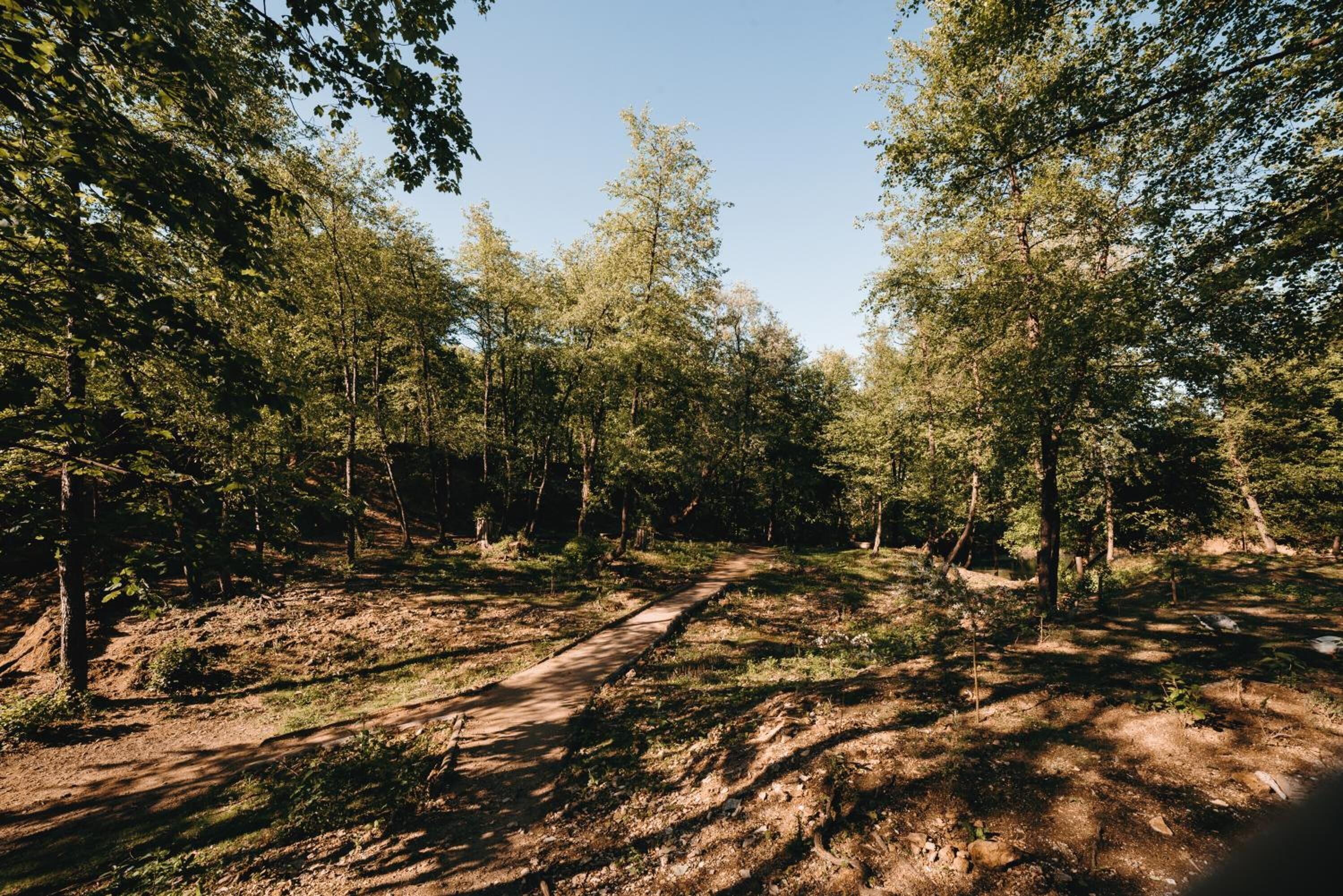 Una zona boscosa amb un camí de terra.