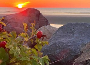 Un atardecer sobre una costa rocosa con grandes rocas y una planta con bayas rojas.