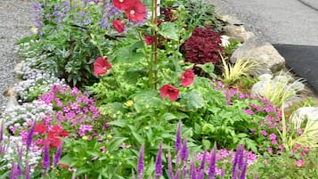 A garden with various flowers and a parked car.